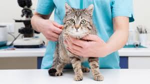 Woche erreicht ist, also drei mal (ausnahmen: Tierarzteverlag Impfen Von Hunden Und Katzen