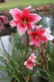 Image result for Crinum paludosum