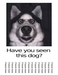 Have You Seen This Dog By Danelectrot On Deviantart Funny Pictures Funny Animal Photos Funny