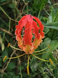 Image result for Colchicaceae
