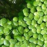 Image result for Lemna gibba