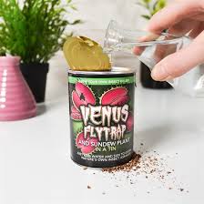 When growing artificial lights venus flytrap plants be positioned between four and seven inches from the top of the plant. Venus Fly Trap In A Tin Find Me A Gift