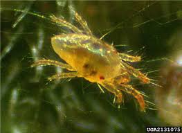 Image result for spotted spider mite
