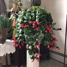 Tanaman Hias Hidup Lipstik Gantung Bunga Merah Tanaman Gantung Outdoor Tanaman Hias Hidup Lazada Indonesia