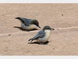 Image result for Pavetta pygmaea