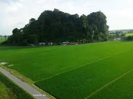 Sign up for free today! Malaysia Kehijauan Sawah Padi Di Kodiang Kedah Malaysia Kedah Padi Kodiang