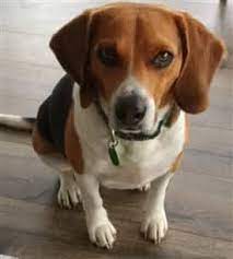 This pet bed has a contemporary design that looks right at home in just about any room. When Beagles Chew Or Lick Their Paws