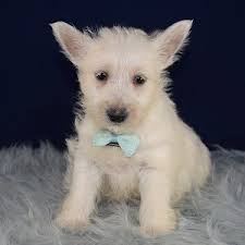 These pups were first documented in scotland over 300 years ago. Westie Puppies For Sale In Pa Westie Puppy Adoptions