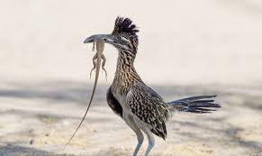 Birds Of The Southwestern Desert A Roadrunner Is A Long Legged Bird Located In Southwest United States And Mexico Wild Birds Animals Bird