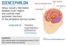 Diencephalon Definition And Function Brain Anatomy And Function Brain Facts Human Anatomy And Physiology