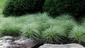 Image result for Carex sp.no.1