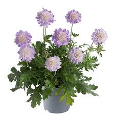 Image result for Scabiosa columbaria