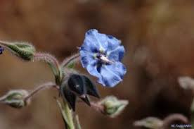 Image result for Trichodesma zeylanicum