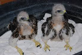 Baby Red Tail Hawks Are Growing Red Tailed Hawk Animals Hawk