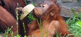 Állatkerti állatok, madarak és háziállatok vektoros ikonok rajzfilm. Az Allatok Vilaga Allatkert Budapest Sziveben