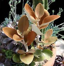 Pin On Amazing Succulent Plants