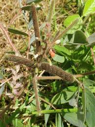 Image result for Chamaecrista absus