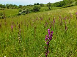 Image result for Chironia laxiflora