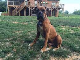 We did not find results for: Clemmons Nc Boxer Meet Cooper A Pet For Adoption