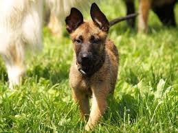 Belgian Malinois Breed Guide Dogbeast Belgian Malinois Malinois Belgian Malinois Training