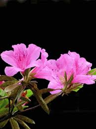 Https Encrypted Tbn0 Gstatic Com Images Q Tbn 3aand9gcquus3bvpfjkwzk9mhr Ytfwe Ymzhcdstesa Usqp Cau