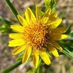 Image result for Pascalia glauca