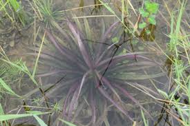 Image result for Blyxa aubertii