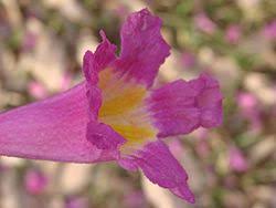 Image result for Handroanthus sp. near impetiginosus