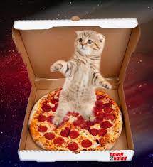 Pizza Cat Funny Cat Memes Cat Memes Space Cat