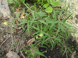 Image result for Talinum tenuissimum