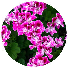 Image result for Pelargonium graveolens
