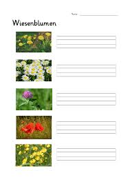 Wiesenblumen Bestimmen Lineatur Klasse 1 Und 2 Unterrichtsmaterial In Den Fachern Biologie Daz Daf Deutsch Sachunterricht In 2020 Wiesenblumen Wiese Blumen Bestimmen