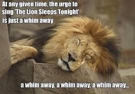 You Know I Had To Do It To Em Meme Meaning You Got Me Lolsnaps The Lion Sleeps Tonight Funny Animals Haha Funny