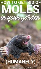 Maybe you would like to learn more about one of these? How To Get Rid Of Moles In The Garden Humanely Predator Guard Predator Deterrents And Repellents