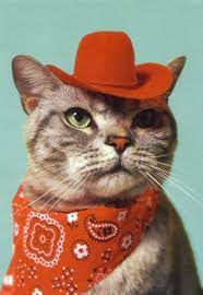 5 out of 5 stars. 15 Cat Cowboy Hat Pictures That Will Melt Your Heart Society19