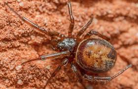 Spiders can go many months without food, so don't worry about it too much. How Dangerous Are False Widow Spiders Natural History Museum