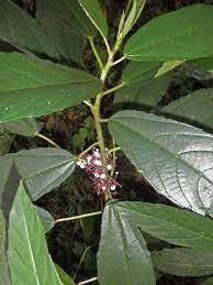 Image result for Urera