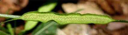 Image result for Dorstenia psilurus