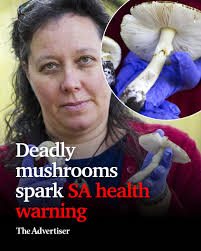 Adelaide Hills, South Australia cow field butterflies