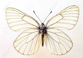 Aporia crataegi rhodinea hofmann & eckweiler, 2001. The Black Veined White Aporia Crataegi Specimen Isolated Stock Photo Picture And Royalty Free Image Image 66551010
