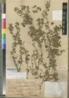 Image result for Tinnea galpinii