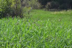 Image result for Urochloa arrecta