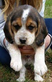 Adopt a beagle puppy near philadelphia pa get your pet. Beagle Puppies For Sale In Milford Pennsylvania Classified Americanlisted Com