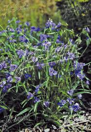 Image result for Commelina schweinfurthii