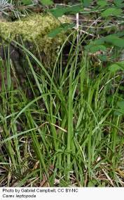 Image result for Carex leptosaccus