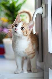 I M Your Meow Wanna Play Orange Tabby Cats Cat Wallpaper Tabby Cat