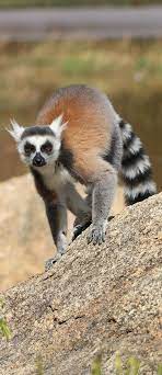 Picture Of A Lemur On The Move Mammal Lemur Tiere Wild Tiere Retten Ausgestopftes Tier