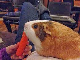 Pin On Feeding Guinea Pigs