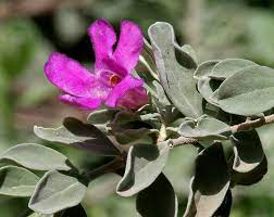 *clap clap clap clap* deep in the heart of texas. Leucophyllum Frutescens Wikipedia