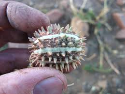 Image result for Cucumis africanus